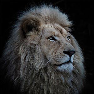 Wild Cats Canvas Prints