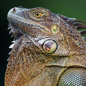 Lizards Canvas Art Prints