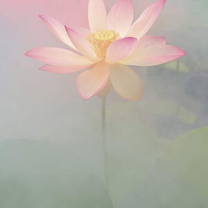 Lotuses Canvas Artwork