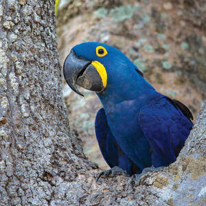 Macaws Canvas Art Prints