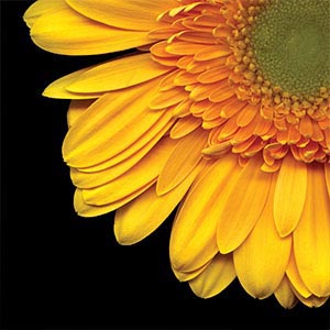 Flowers by Type Art Prints
