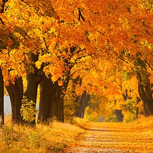 Maple Trees Art Prints