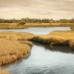 Marshes & Swamps Canvas Prints