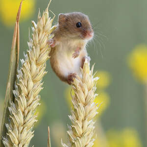 Mice Canvas Art Prints