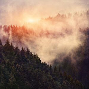 Mist & Fog Canvas Prints