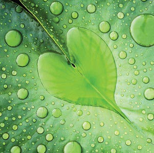 All Nature Close-Ups Canvas Art Prints