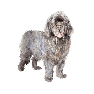 Newfoundlands Art Prints