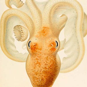 Octopi Art Prints