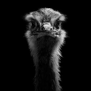 Ostriches Canvas Artwork