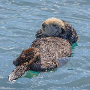 Otters Canvas Art Prints