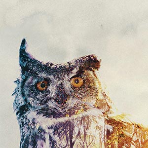 Owls Canvas Art