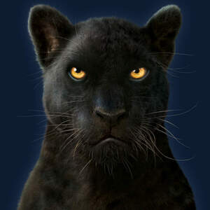 Panthers Canvas Art Prints