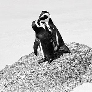 Penguins Canvas Art Prints