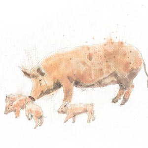 Pigs Canvas Artwork
