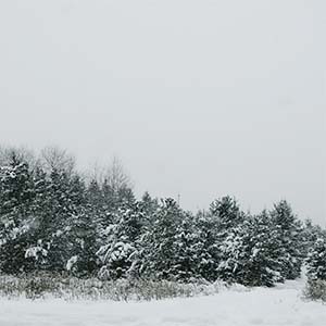 Pine Trees Art Prints