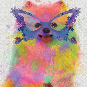 Pomeranians Canvas Art