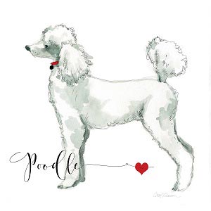 Poodles Canvas Prints