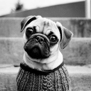 Pugs Canvas Art