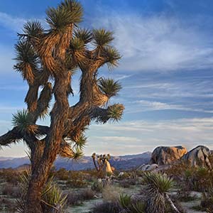 Quiver Trees Canvas Art Prints