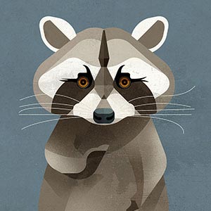 Raccoons Canvas Art