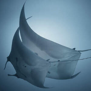 Rays Canvas Artwork