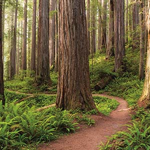 Redwood Trees Canvas Prints