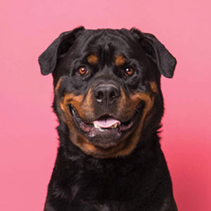 Rescue Dogs Art Prints