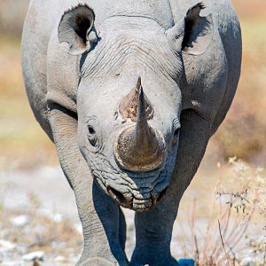 Rhinoceroses Canvas Prints