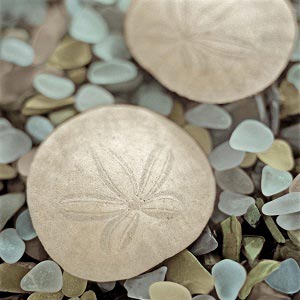 Sand Dollars Canvas Prints
