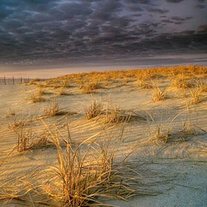 Coastal Sand Dunes Canvas Art Prints