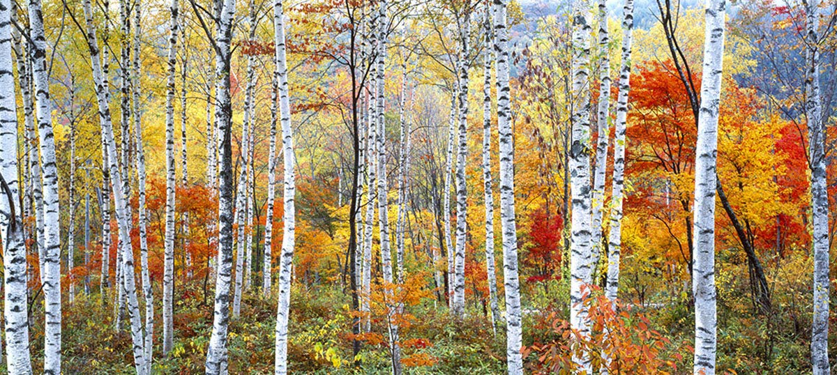 Forest Art Canvas Prints