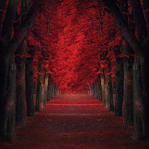 Scenic Nature Art Prints