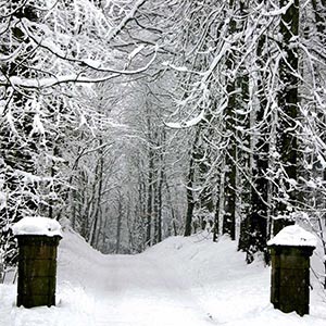 Snowscapes Canvas Prints