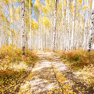 Scenic Trails & Paths Canvas Art Prints