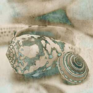 Sea Shells Canvas Prints