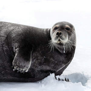 Seals Canvas Prints
