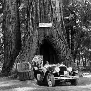 Sequoia Trees Canvas Prints