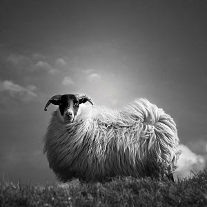 Sheep Art Prints