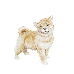 Shiba Inus Canvas Art Prints