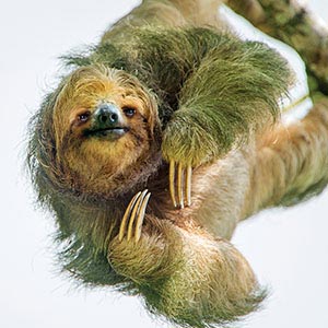 Sloths Canvas Prints