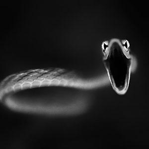 Snakes Canvas Prints