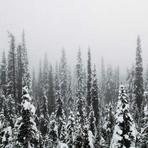 Snowscapes Canvas Prints