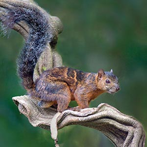 Squirrels Canvas Art Prints