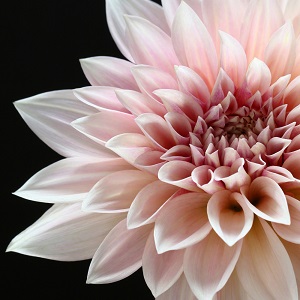 Flowers Art Prints