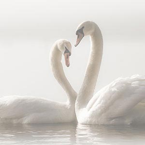 Swans Canvas Prints