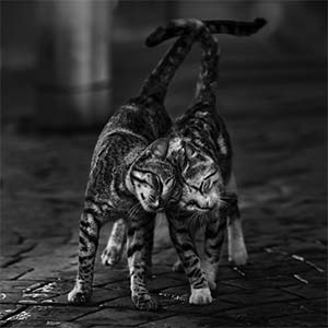 Tabbies Canvas Artwork