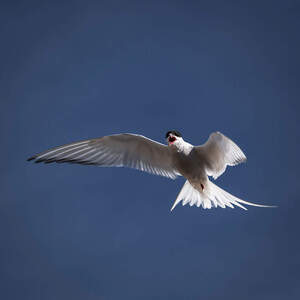 Terns Canvas Prints