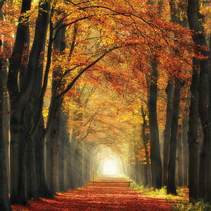 Trails, Paths & Roads Canvas Art Prints