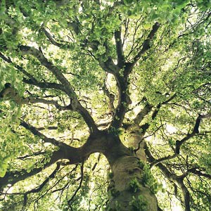 Tree Close-Ups Canvas Prints