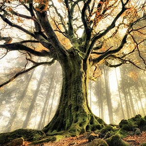 Nature Art Prints